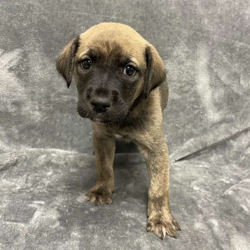 Baguette thumbnail 4