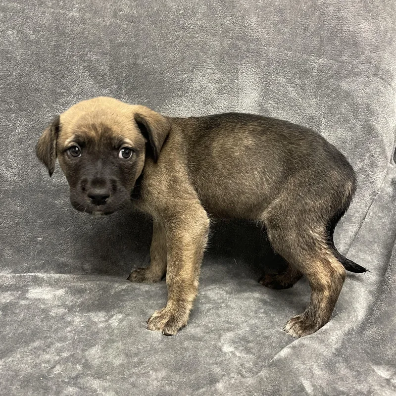 Baguette thumbnail 6