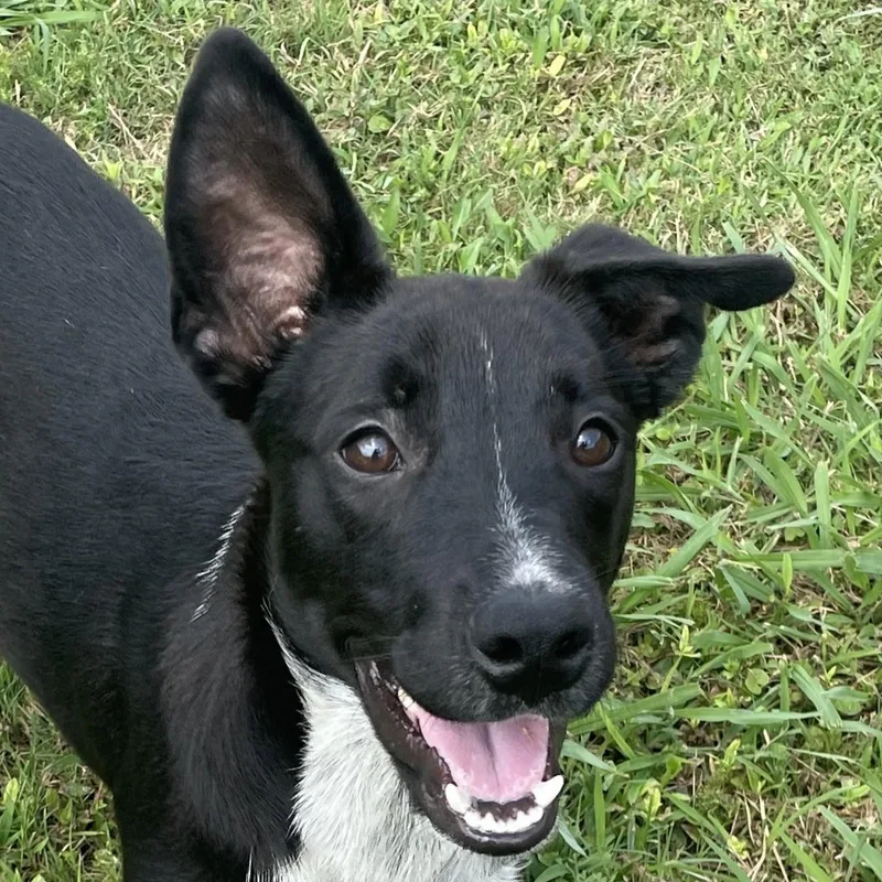 A young medium-sized male Australian Cattle Dog / Blue Heeler dog named Stitch for adoption in Brenham, TX