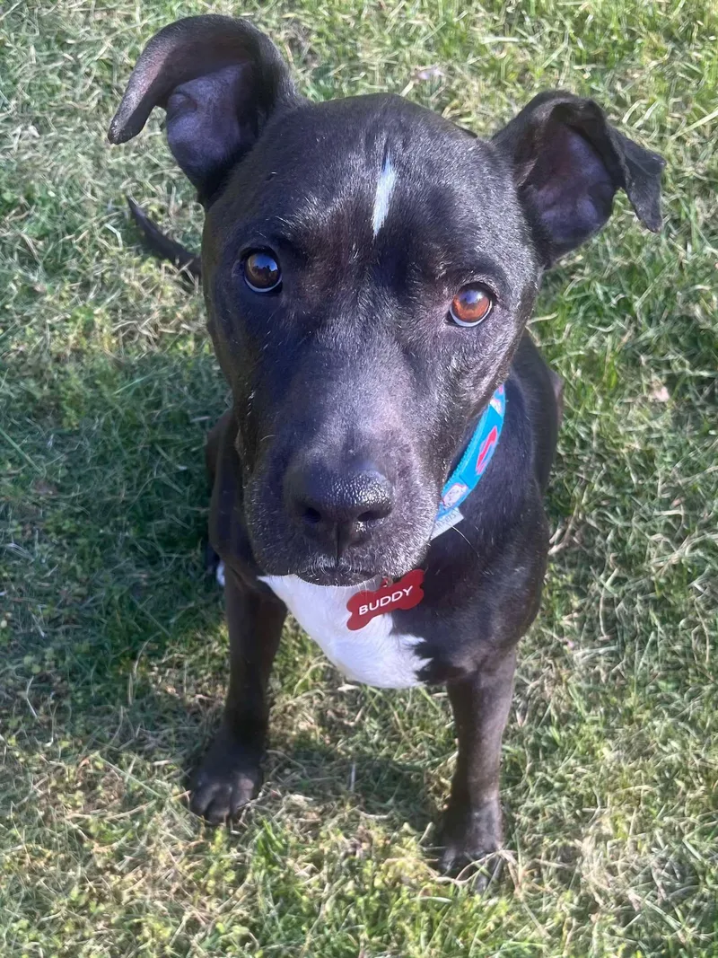 A young medium-sized male Black Pit Bull Terrier dog named Dutton for adoption in Zuni, VA