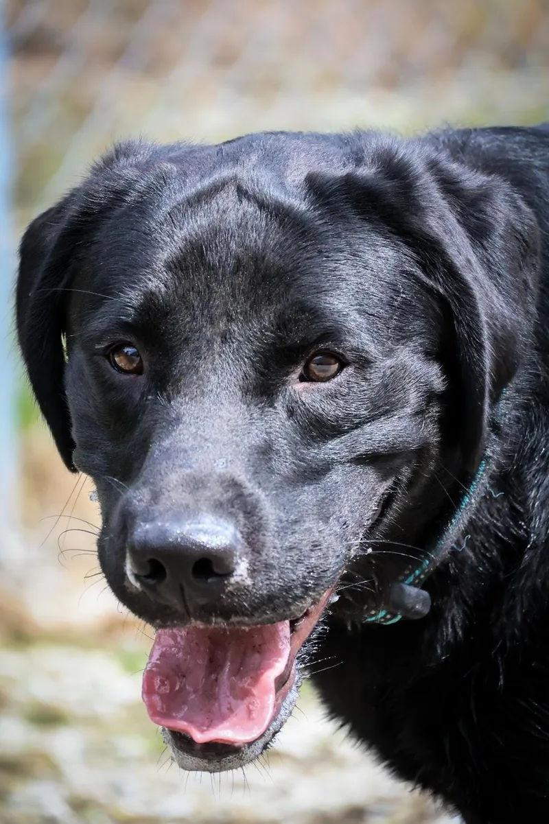 A baby medium-sized male Black Labrador Retriever dog named Deano for adoption in Hollister, MO