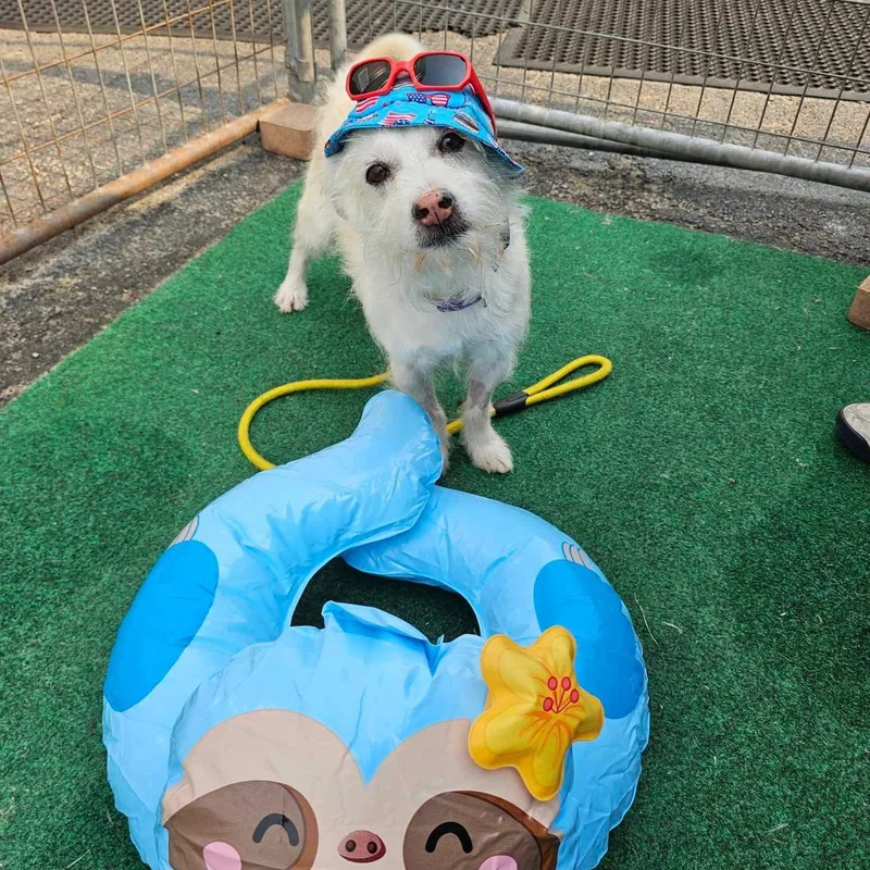 Dumpling thumbnail 5