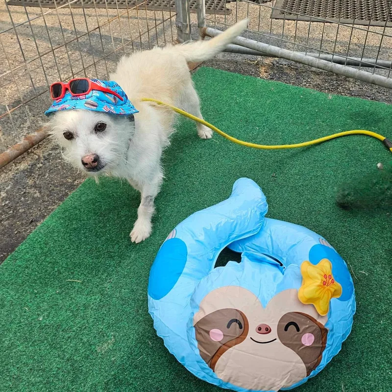 Dumpling thumbnail 4