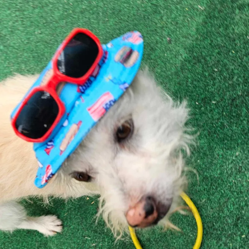 Dumpling thumbnail 3