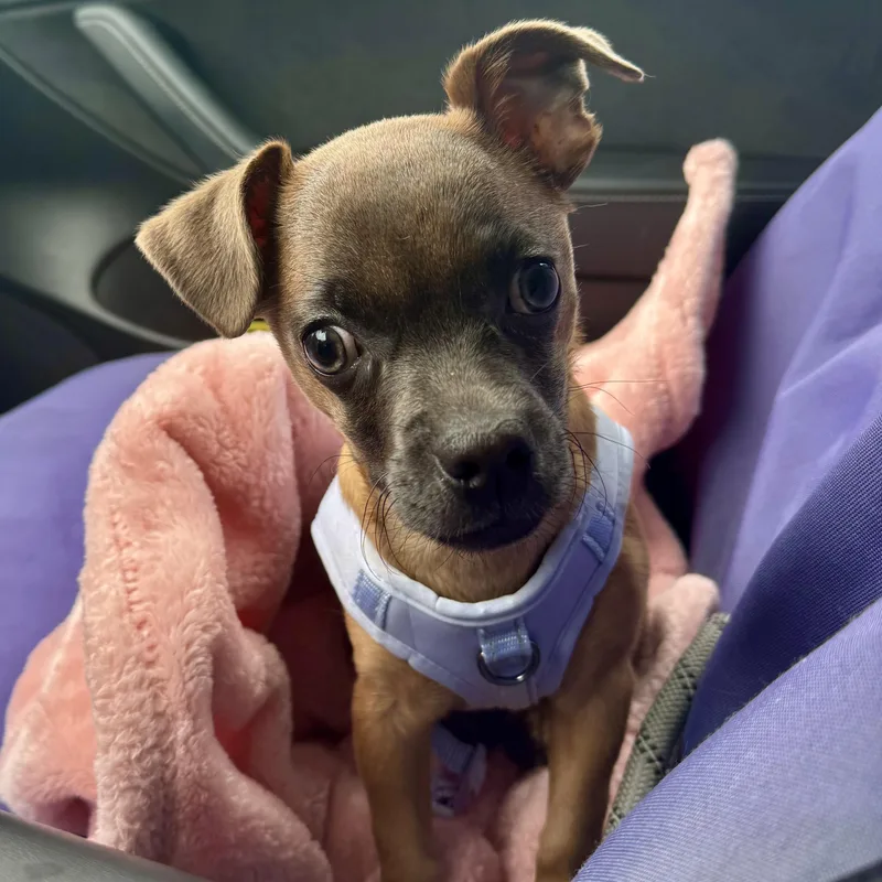 Little Miss Daisy thumbnail 3