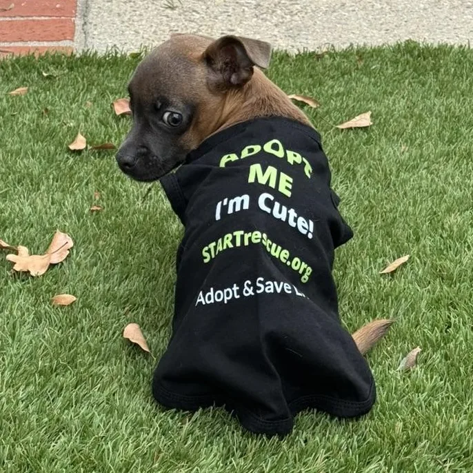 Little Miss Daisy thumbnail 5