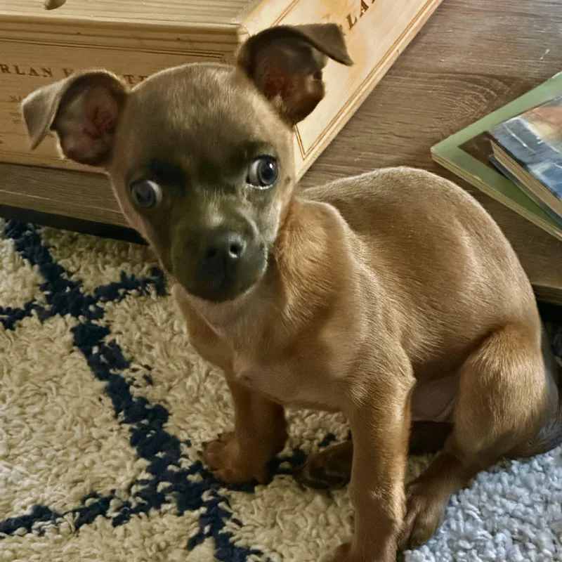 Little Miss Daisy photo 1