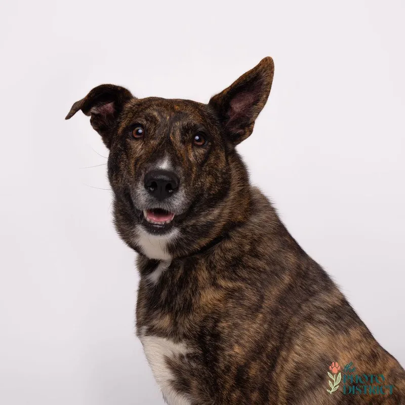 Penelope thumbnail 5