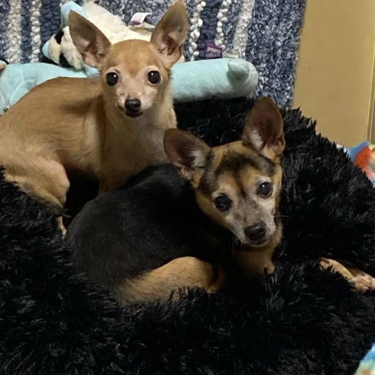 Shopie & Vallie photo 1