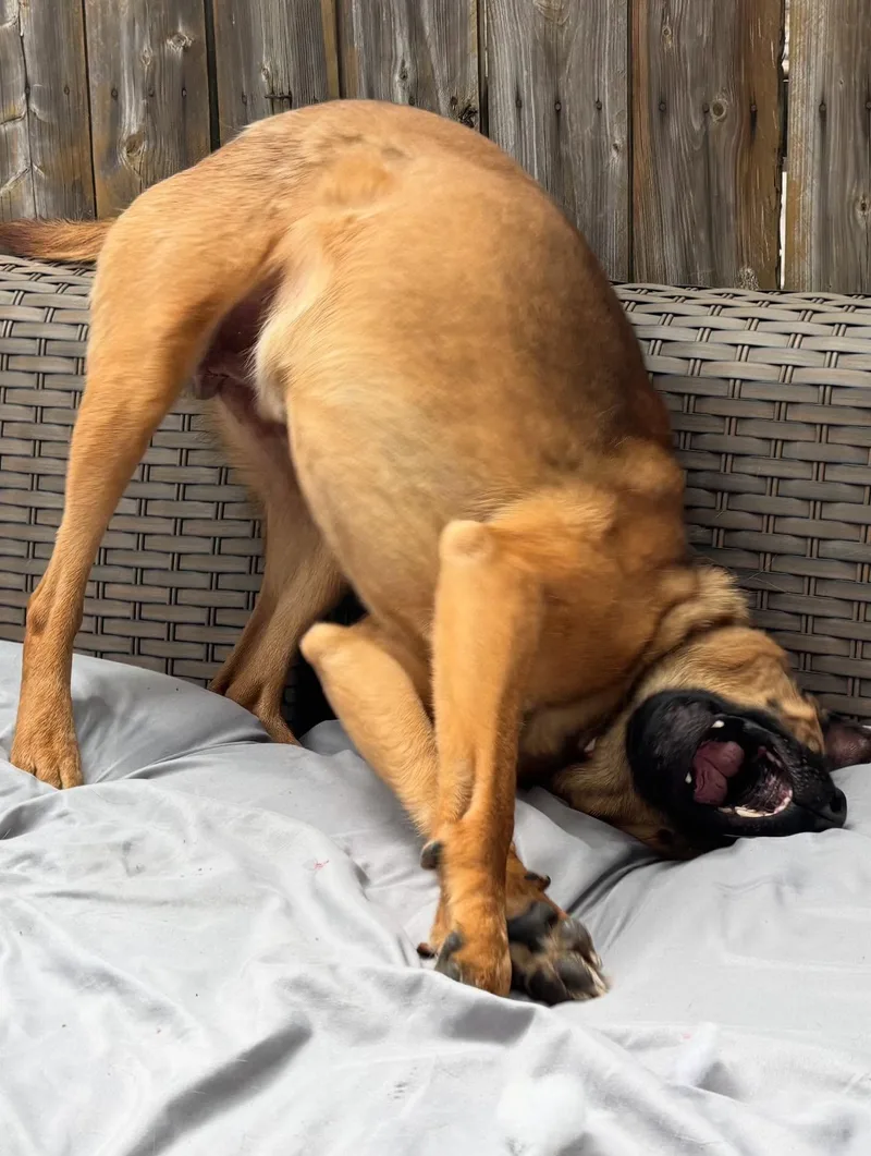 Bob Ross thumbnail 2