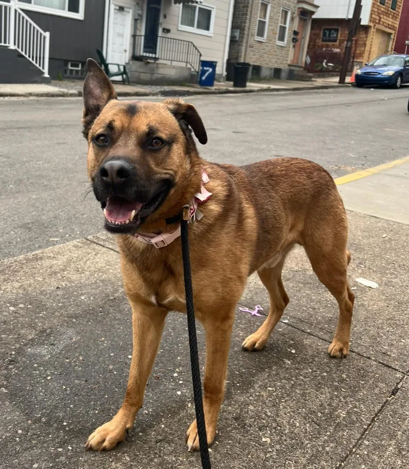 Bob Ross thumbnail 3