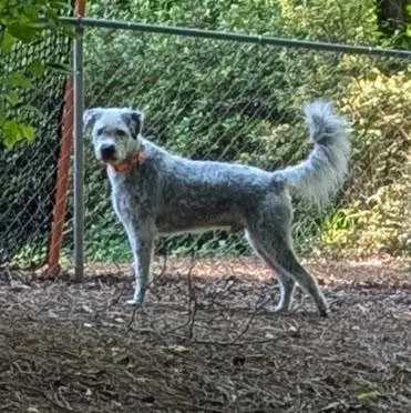 Tiberius thumbnail 6