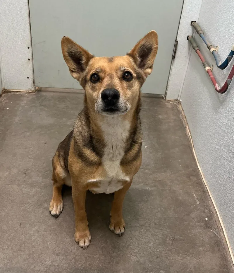 A senior medium-sized female Brown / Chocolate Shepherd dog named Eddie for adoption in Lakeside, AZ