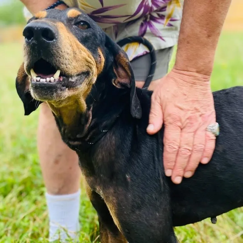 A young medium-sized male Bicolor Coonhound dog named Horton Pc for adoption in Goliad, TX