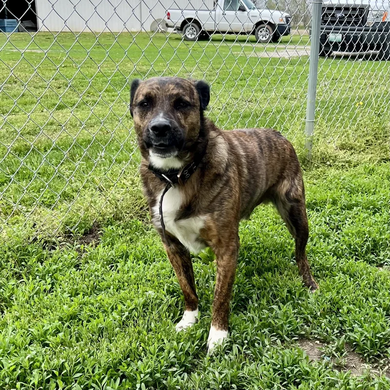 An adult medium-sized male Brindle Labrador Retriever dog named Gibbous for adoption in Albany, MO