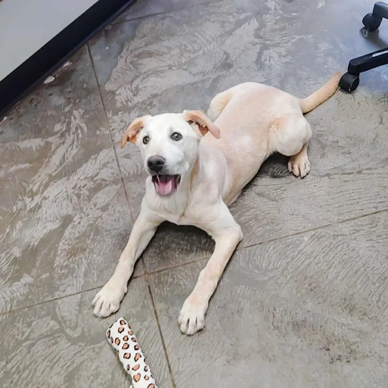 Frizzleton thumbnail 3