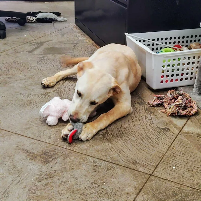 Frizzleton thumbnail 2