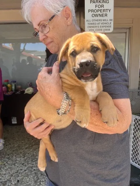 A baby large-sized male Brown / Chocolate Mastiff dog named Charlie for adoption in Lafayette, CA