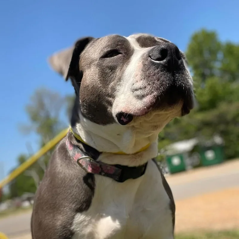 A young large-sized female Gray / Blue / Silver American Bully dog named Burberry for adoption in Columbia, SC