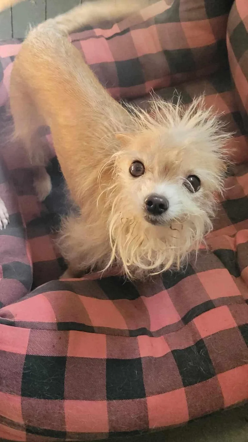 A senior small-sized female Chihuahua dog named Sandy for adoption in Puyallup, WA