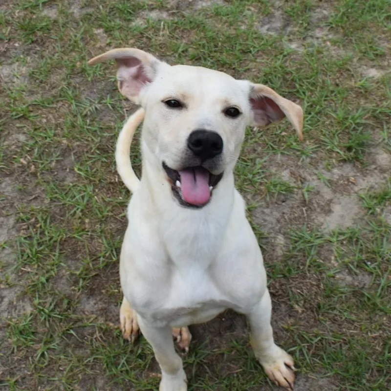 A young medium-sized male Yellow / Tan / Blond / Fawn Labrador Retriever dog named Rigatoni for adoption in Valdosta, GA
