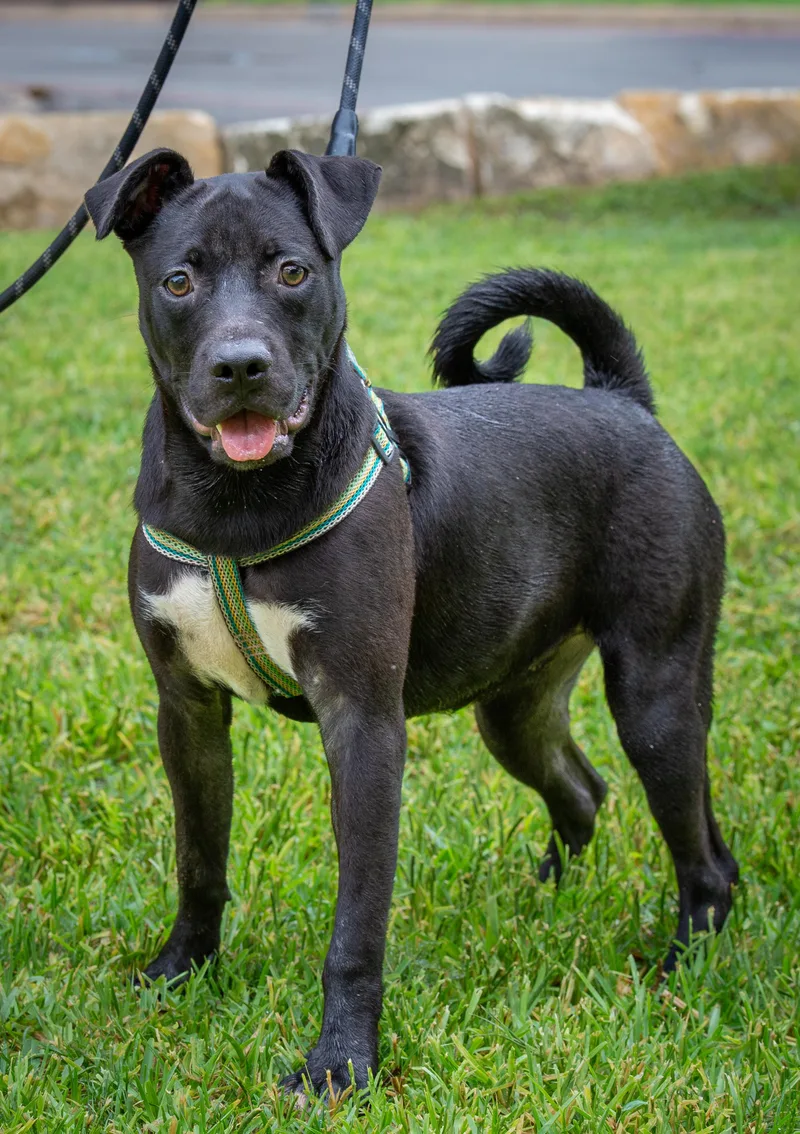 Bluebell thumbnail 2