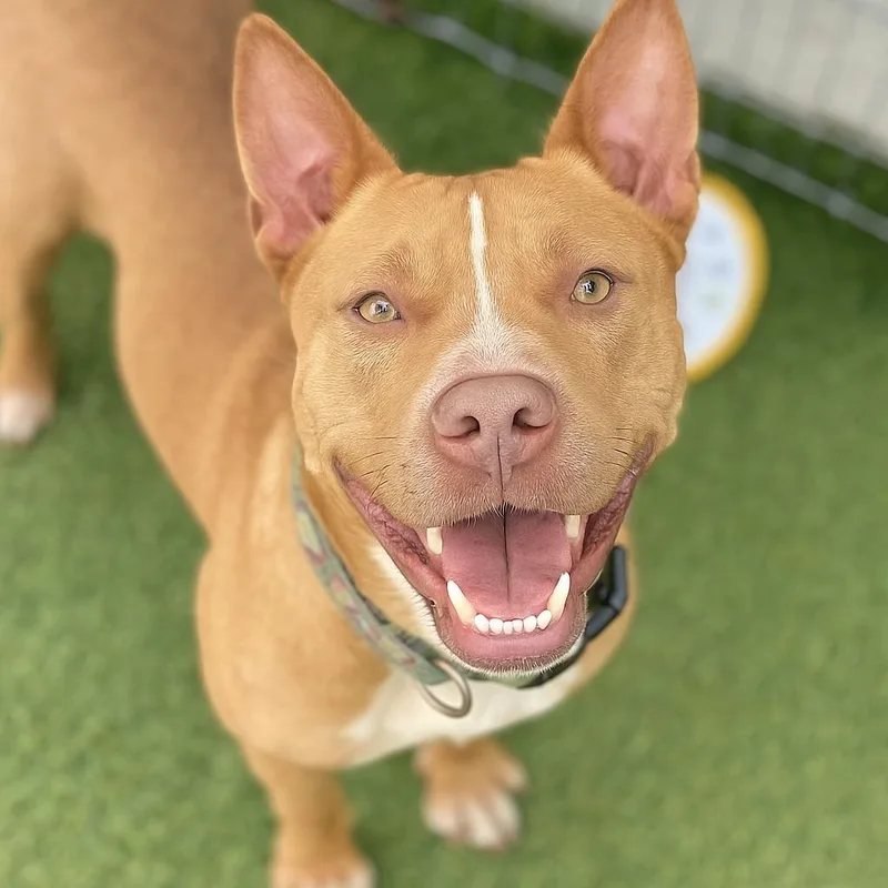 An adult medium-sized female Golden American Staffordshire Terrier dog named Sienna for adoption in Brookeville, MD