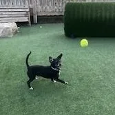 An adult small-sized male Black Dachshund dog named Jarvis for adoption in Mobile, AL
