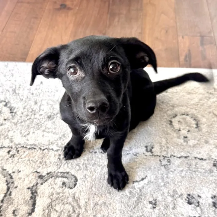 A young small-sized male Black Dachshund dog named Bubba for adoption in Santa Monica, CA