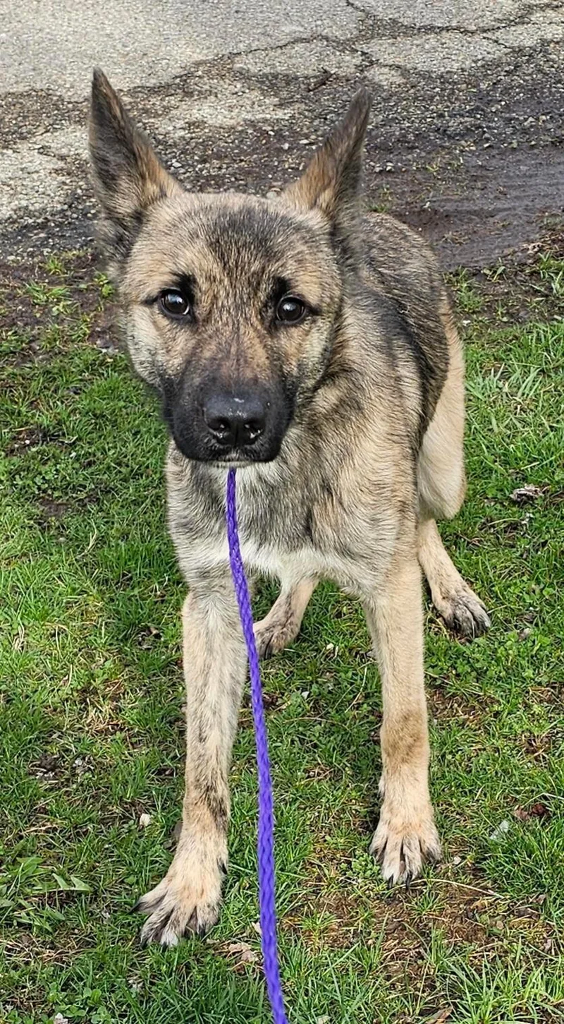 A young medium-sized male Brindle Dutch Shepherd dog named Ashton for adoption in New Castle, IN