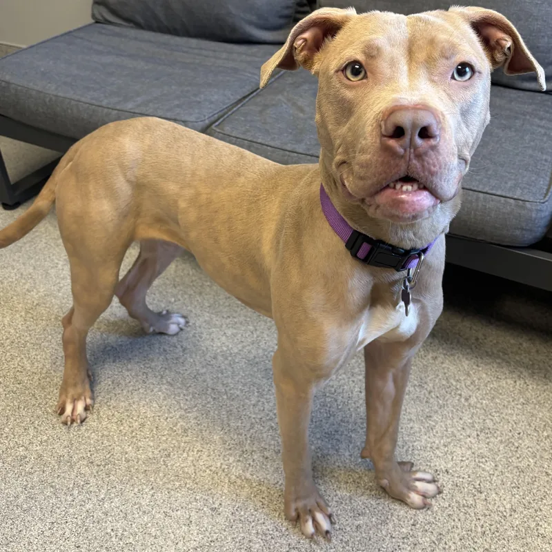 An adult medium-sized female Yellow / Tan / Blond / Fawn Mixed Breed dog named Fawn for adoption in Lansing, MI