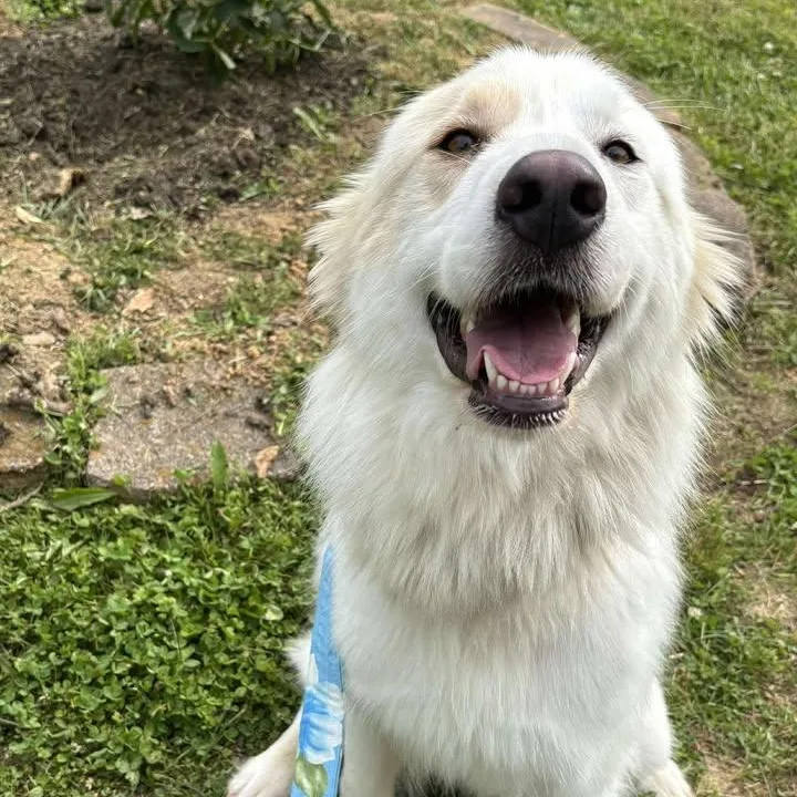 Dreamsicle thumbnail 3