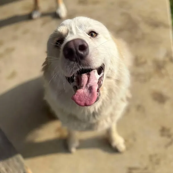 Dreamsicle thumbnail 4