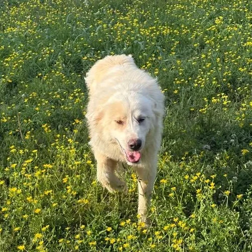 Dreamsicle thumbnail 6