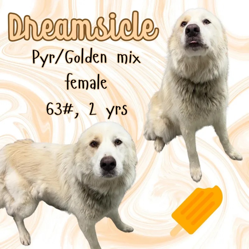 Dreamsicle thumbnail 2
