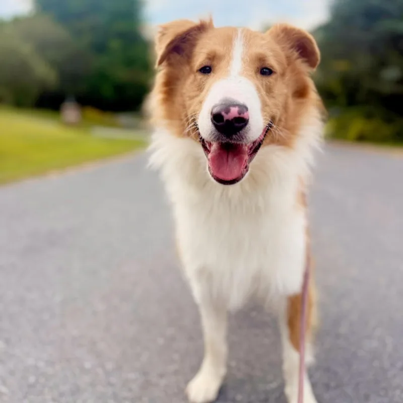 A young large-sized male Red / Chestnut / Orange Collie dog named Cosmo for adoption in Phoenixville, PA