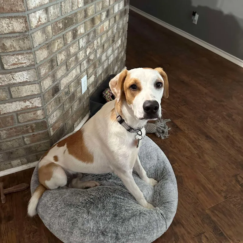 A young medium-sized male Red / Chestnut / Orange American Foxhound dog named Phoenix for adoption in Seguin, TX