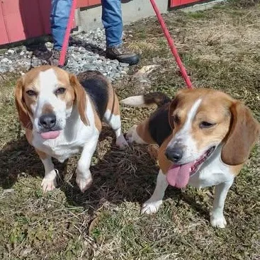 An adult medium-sized female Beagle dog named Nali for adoption in Wolcott, VT