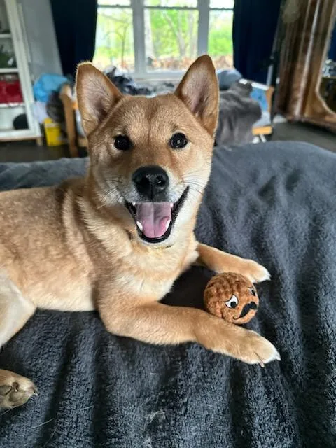 An adult medium-sized female Golden Shiba Inu dog named Tina for adoption in Soddy Daisy, TN