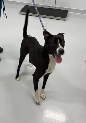 A young medium-sized female Black Border Collie dog named Indigo for adoption in Kankakee, IL