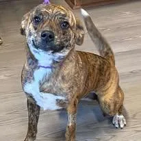 A baby small-sized male Brindle Boston Terrier dog named Hermes for adoption in Eastpoint, FL