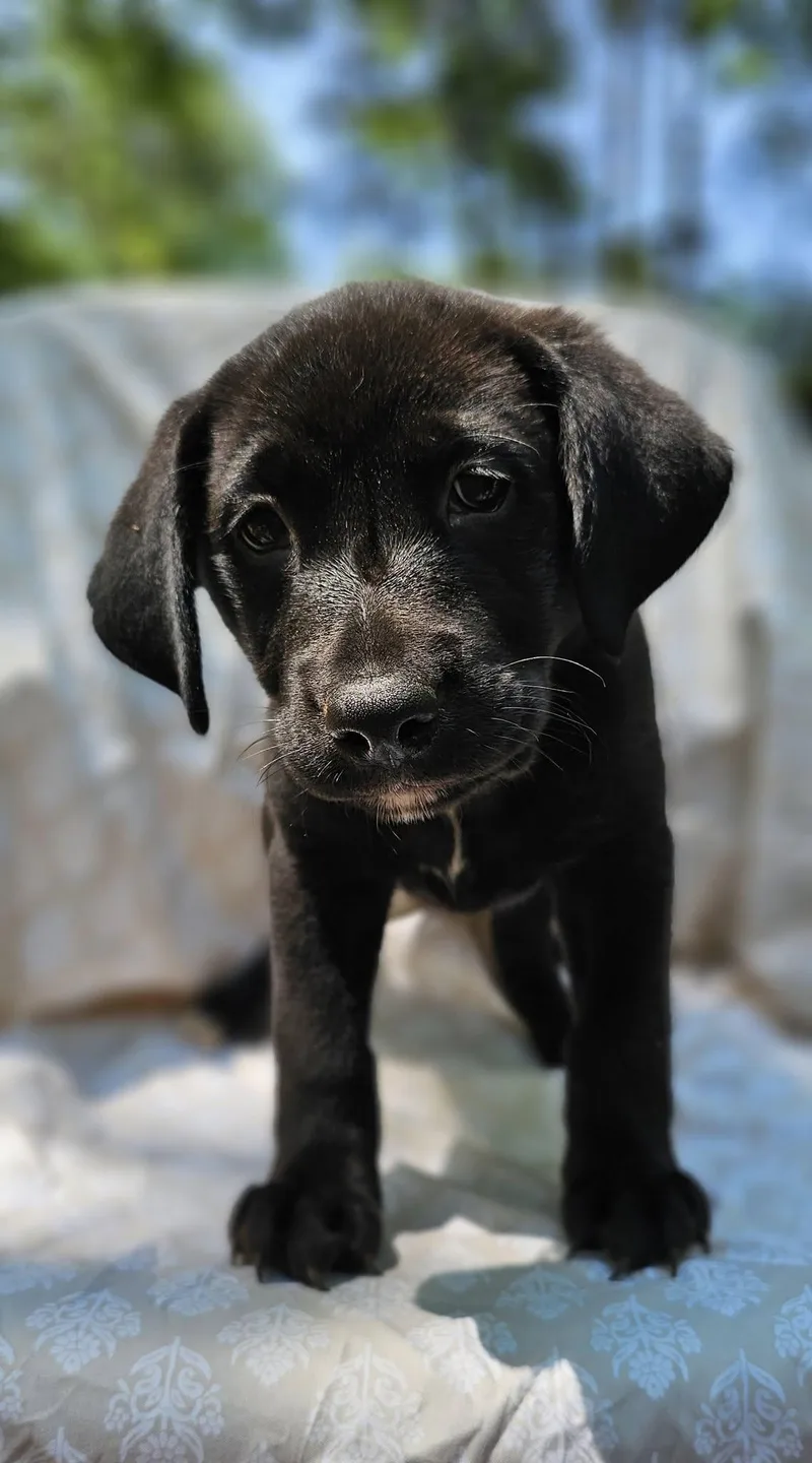 Primrose $ thumbnail 2