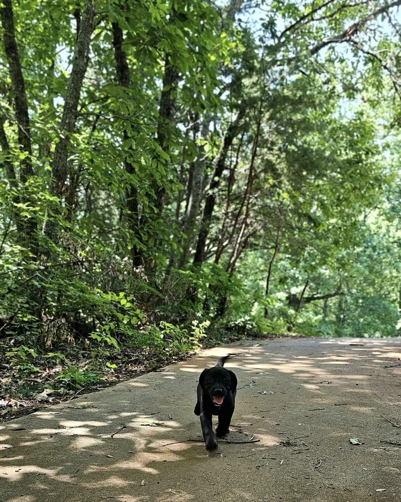 Primrose $ thumbnail 3