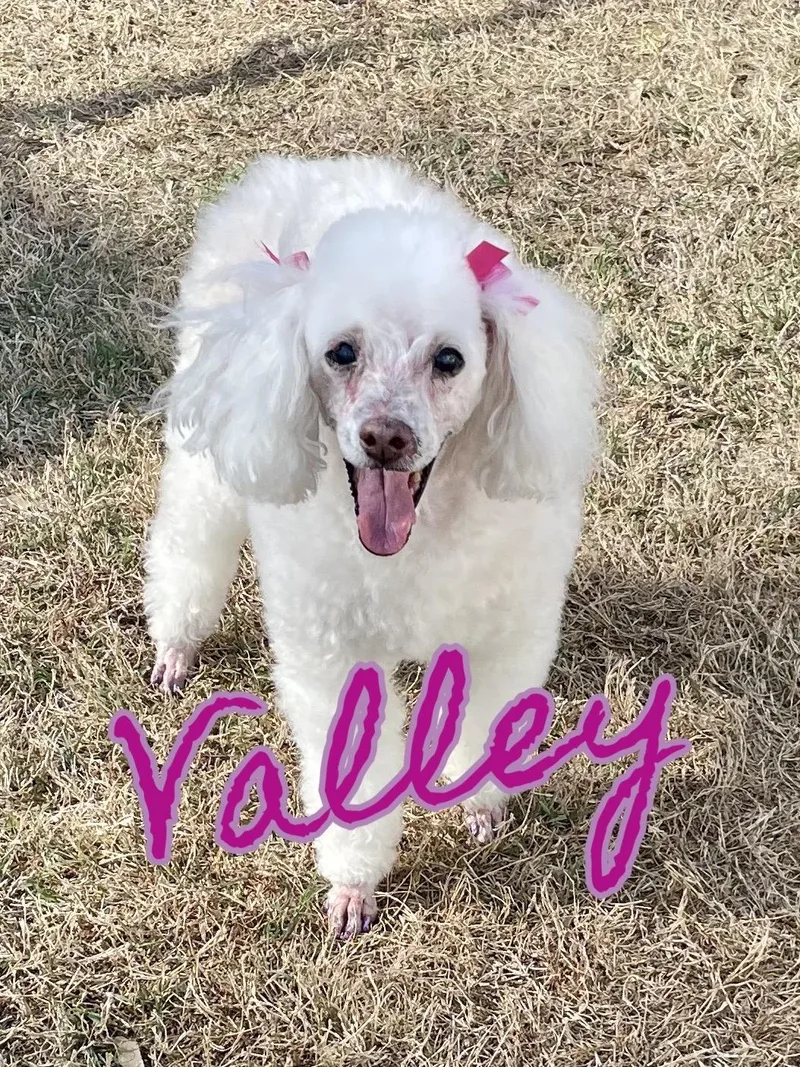 Valley Girl In Texarkana photo 1