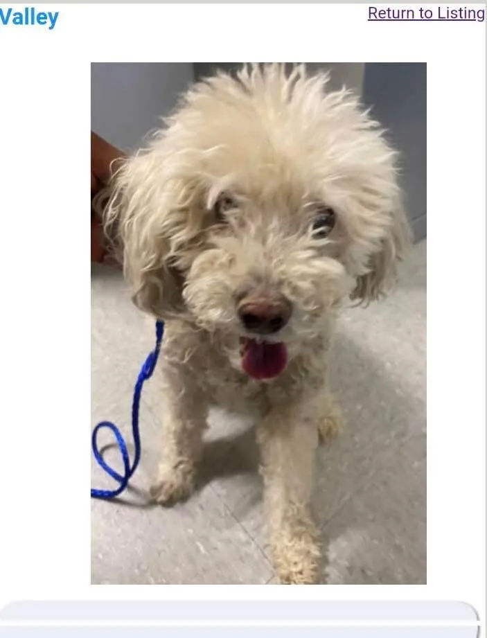 Valley Girl In Texarkana thumbnail 3