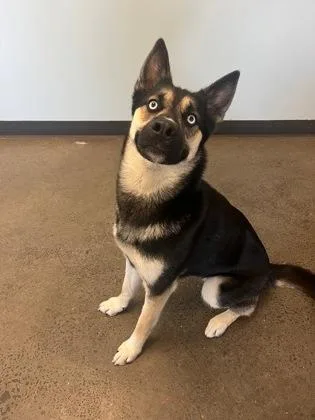 Little Dipper thumbnail 4