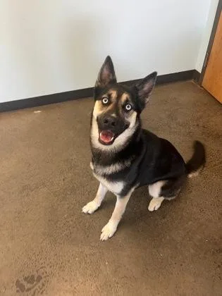 Little Dipper thumbnail 3