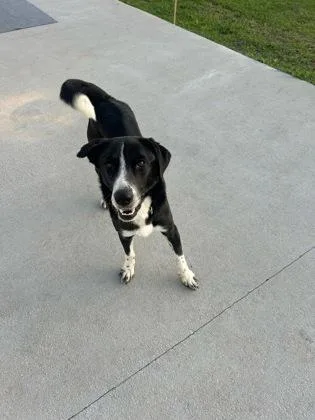 Shadow () thumbnail 2