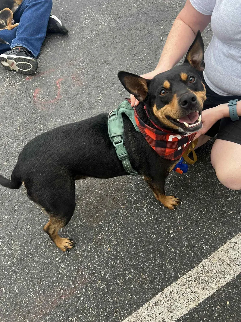 Gidget  $ thumbnail 6