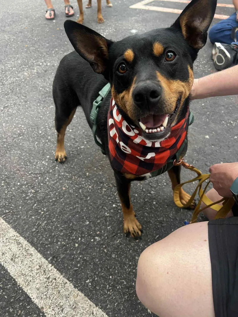 Gidget  $ thumbnail 5